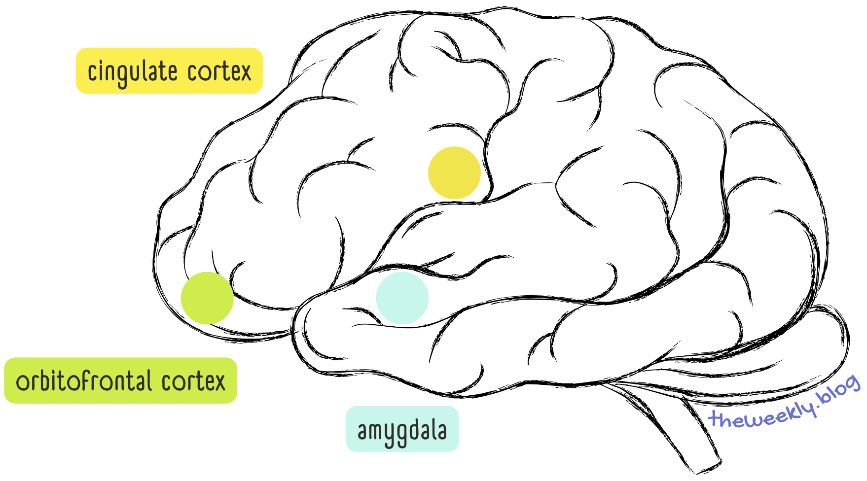 neural circuit explained