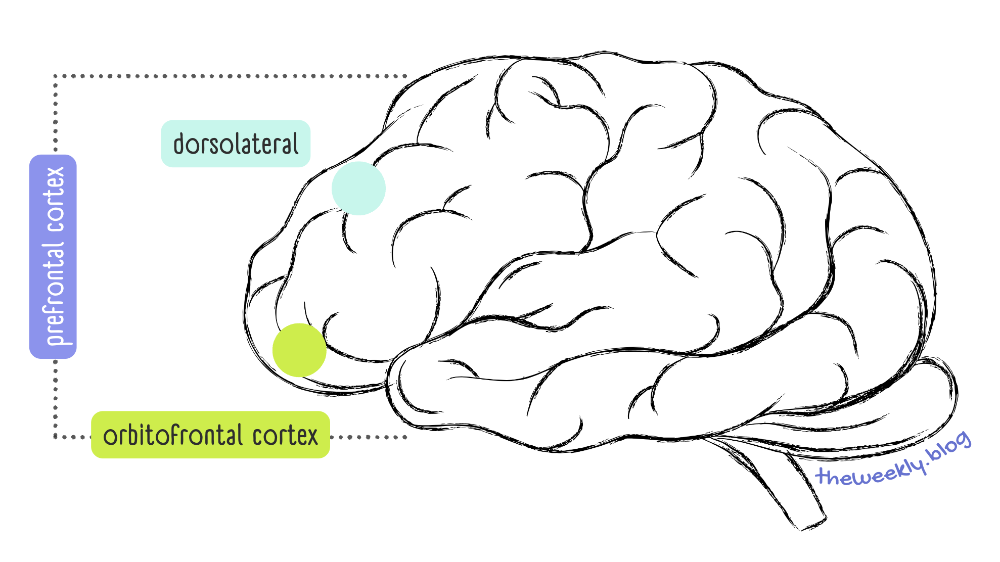 How the Brain Works: Prefrontal Cortex Diagram