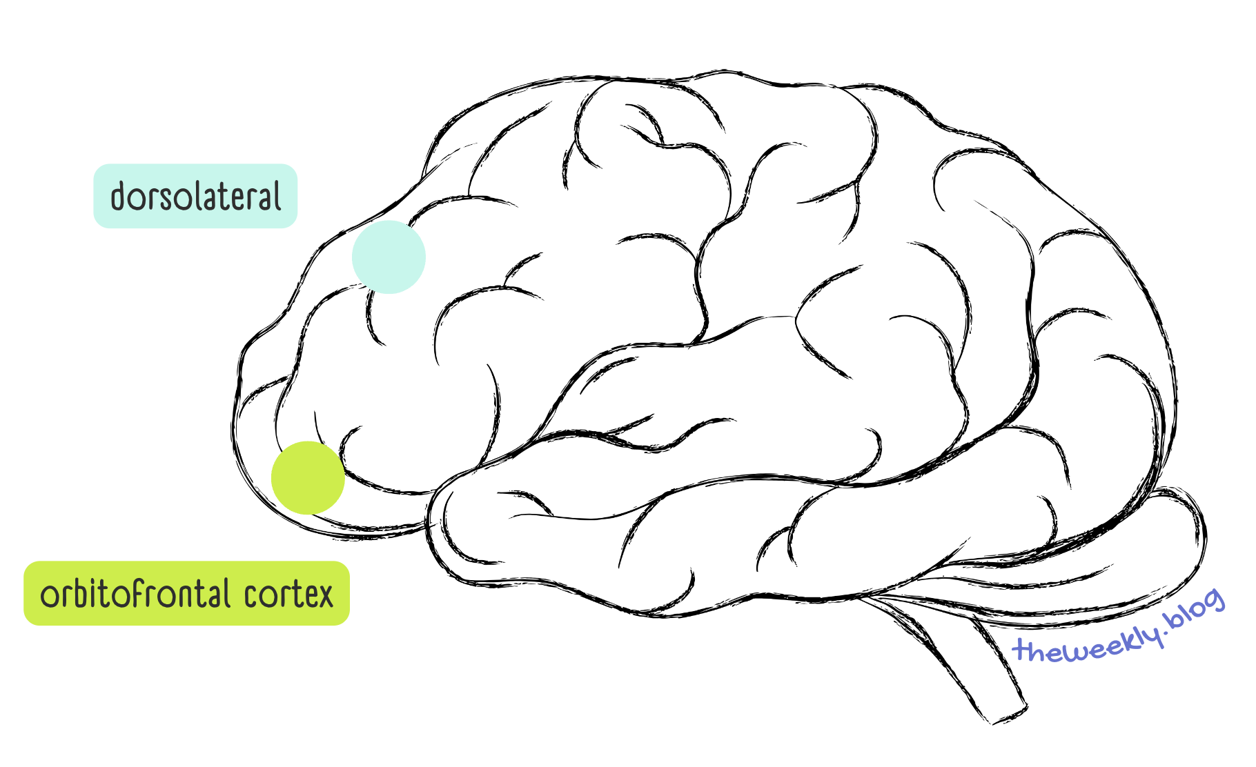 How the Brain Works: Prefrontal Cortex